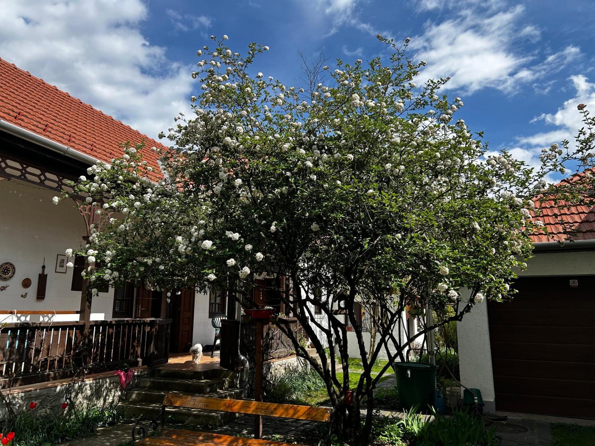 Magnolia Garden Appartement Miskolc Buitenkant foto